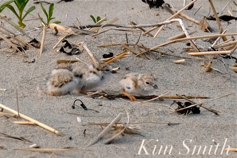 Hours-old Piping Plover Chicks Gloucester MA copyright Kim Smith - 03