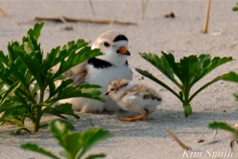 Hours-old Piping Plover Chicks Gloucester MA copyright Kim Smith - 07