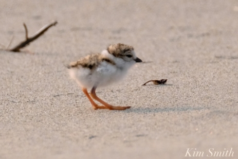 Hours-old Piping Plover Chicks Gloucester MA copyright Kim Smith - 09