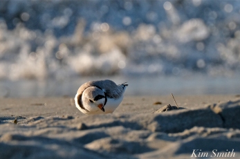 Piping Plover male foraging Good Harbor beach copyright Kim Smith