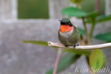 Ruby-throated Hummingbird Male Gloucester MA -11 copyright Kim Smith