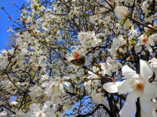 spring is looking up spring blooms blue sky_20190506_c ryan