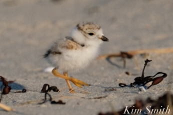 Piping Plover chick 10 days old Gloucester MA copyright Kim Smith - 17