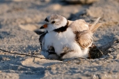 Piping Plover Chicks 22 days old male adult GHB copyright Kim Smith - 21
