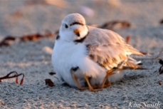 Piping Plover Chicks 3 days old Mama female adult Gloucester MA copyright Kim Smith - 10