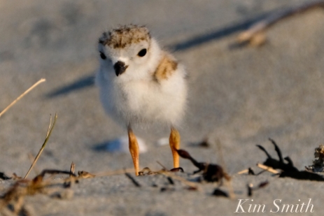 Piping Plover chicks 9 days old Gloucester MA copyright Kim Smith - 19 copy