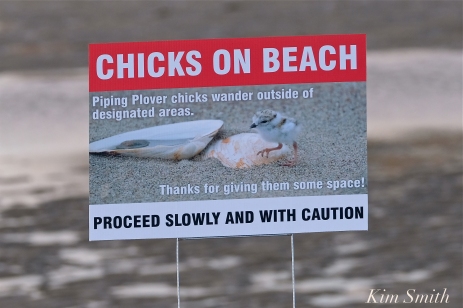 Piping Plover Signs copyright Kim Smith - 12 jpg