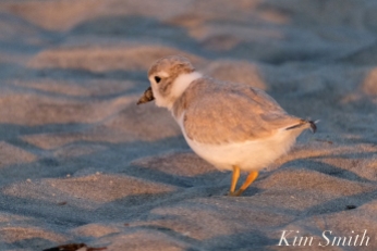 Piping Plover Chick foraging 32 days old copyright Kim Smith - 26 copy