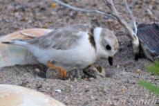 Piping Plover Chicks Hatching copyright Kim Smith - 12