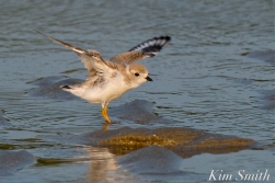 Piping Plover Fledglings 36 days old copyright Kim Smith - 22