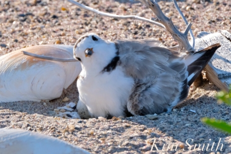 Piping Plover Chick Hatching copyright Kim Smith - 07