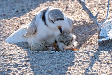 Piping Plover Chick Hatching copyright Kim Smith - 14