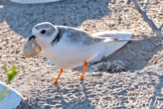 Piping Plover Chick Hatching copyright Kim Smith - 18