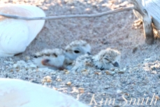 Piping Plover Chick Hatching copyright Kim Smith - 29