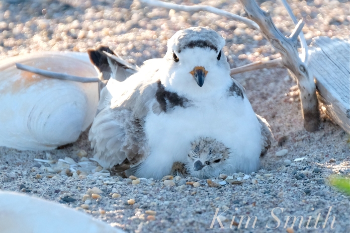 Piping Plover Chick Hatching copyright Kim Smith - 31