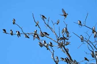 Tree Swallows Massing Good Harbor Beach Gloucester copyright Kim Smith - 01