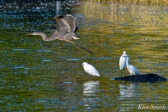 Snowy Egrets Photobombed by Great Blue Heron copyright Kim Smith