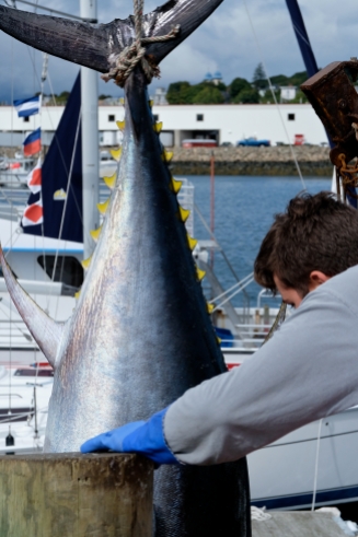 Bluefin Tuna Gloucester Massachusetts copyright Kim Smith - 06