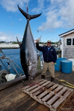Bluefin Tuna Gloucester Massachusetts copyright Kim Smith - 07
