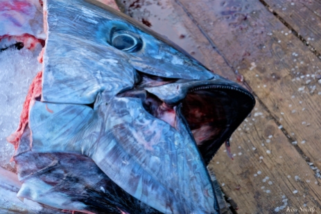 Bluefin Tuna Gloucester Massachusetts copyright Kim Smith - 10
