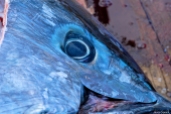 Bluefin Tuna Gloucester Massachusetts copyright Kim Smith - 11