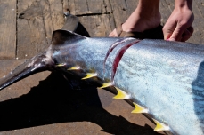 Bluefin Tuna Gloucester Massachusetts copyright Kim Smith - 14