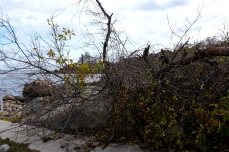 BOMB CYCLONE downed tree Good Harbor Beach #GloucesterMA October Storm 2019 copyright Kim Smith - 04