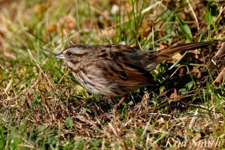 Song Sparrow Massachusetts Gloucester copyright Kim Smith - 09