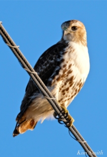 Red-tailed Hawk Massachusetts copyright Kim Smith - 04