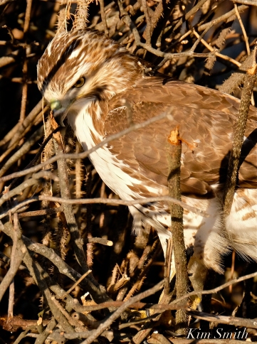 Red-tailed Hawk Massachusetts copyright Kim Smith - 06
