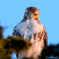Red-tailed Hawk Massachusetts copyright Kim Smith - 08
