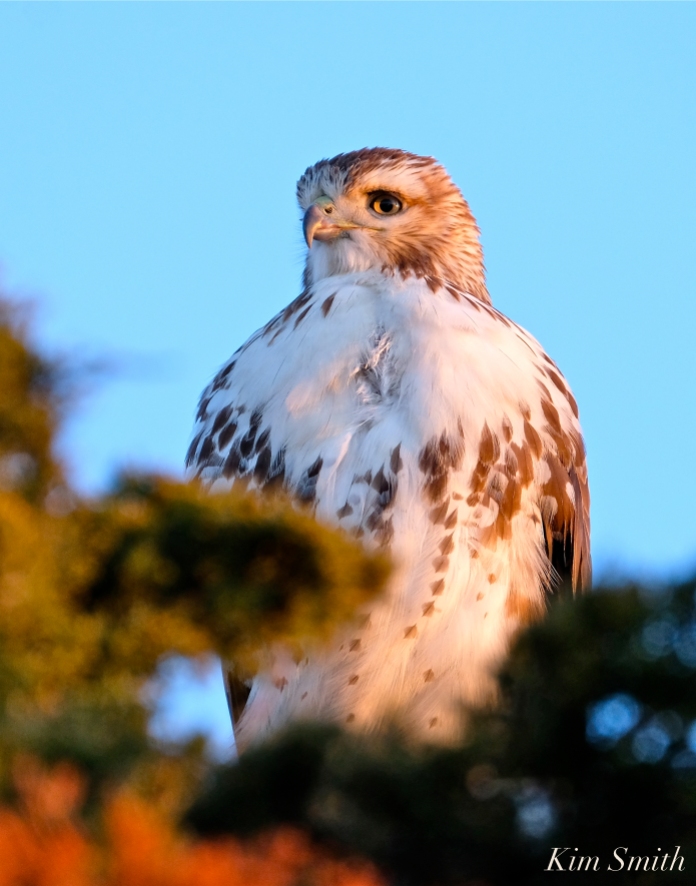 Red-tailed Hawk Massachusetts copyright Kim Smith - 11
