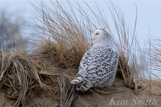 Snowy Owl Parker River Massachusetts copyright Kim Smith - 12