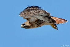 Red-tailed Hawk in Flight copyright Kim Smith - 5 of 9