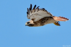 Red-tailed Hawk in Flight copyright Kim Smith - 6 of 9