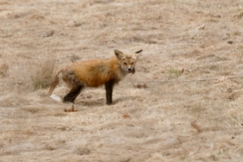 Red Fox Vulpes vulpes copyright Kim Smith - 1 of 18