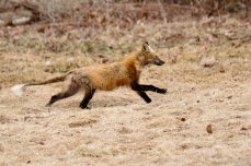 Red Fox Vulpes vulpes copyright Kim Smith - 15 of 18